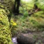 Pflanze auf moosbedecktem Baumstamm, Motivationsposter