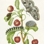 Poster des Schmetterlings und der Raupe von Maria Sibylla Merian, inspiriert von der Natur und Pflanzen