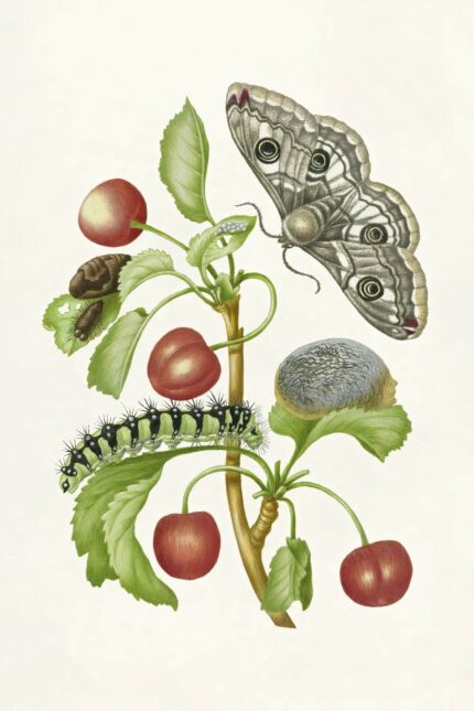 Poster des Schmetterlings und der Raupe von Maria Sibylla Merian, inspiriert von der Natur und Pflanzen