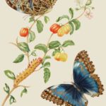 Poster des Achilles Morpho Schmetterlings von Maria Sibylla Merian, einer berühmten Naturforscherin und Künstlerin