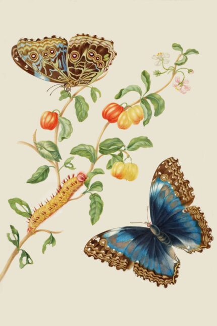 Poster des Achilles Morpho Schmetterlings von Maria Sibylla Merian, einer berühmten Naturforscherin und Künstlerin