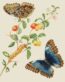 Poster des Achilles Morpho Schmetterlings von Maria Sibylla Merian, einer berühmten Naturforscherin und Künstlerin