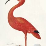 Poster des Flamingo-Eis und des Scarlet Ibis mit einem Ei, ein Kunstwerk von Maria Sibylla Merian