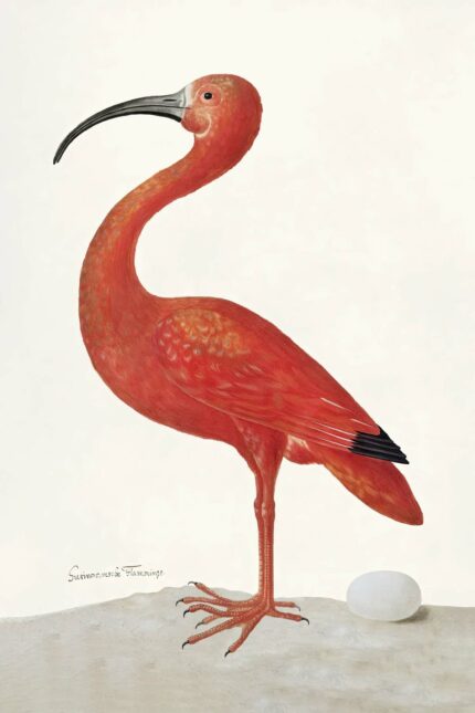 Poster des Flamingo-Eis und des Scarlet Ibis mit einem Ei, ein Kunstwerk von Maria Sibylla Merian