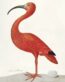 Poster des Flamingo-Eis und des Scarlet Ibis mit einem Ei, ein Kunstwerk von Maria Sibylla Merian